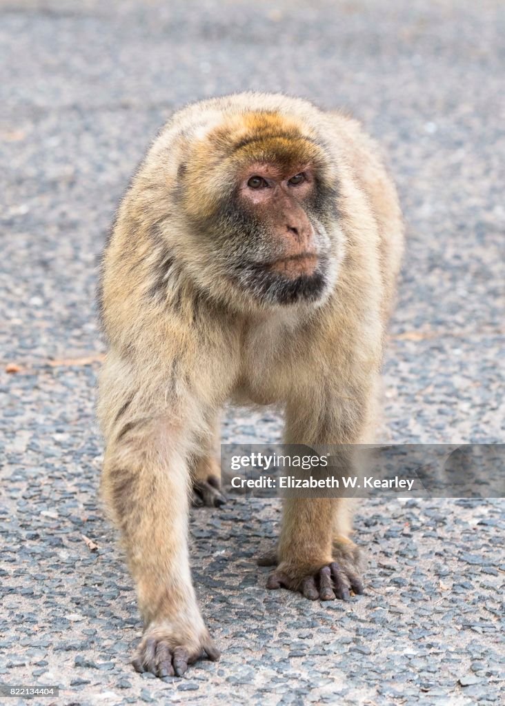 Barbary Macaque