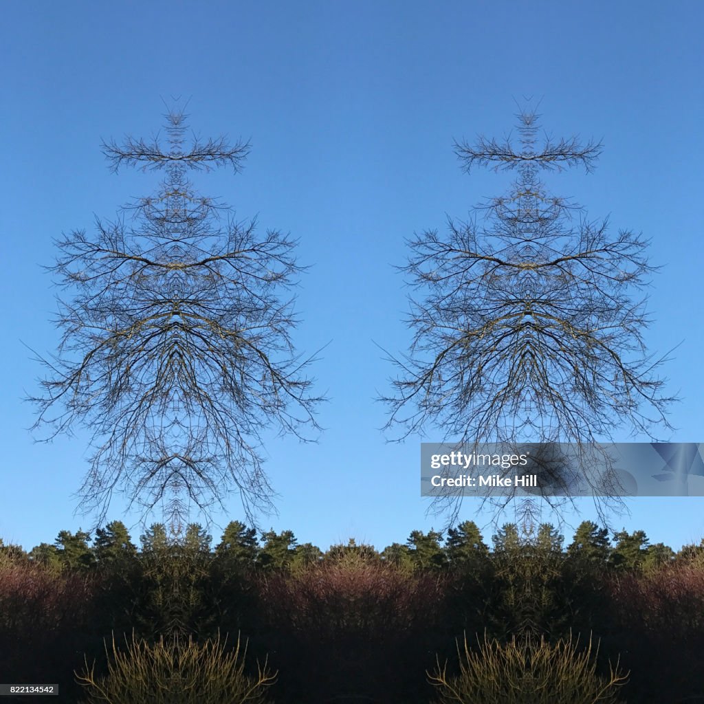 Kaleidoscopic Image of Winter Tree branches