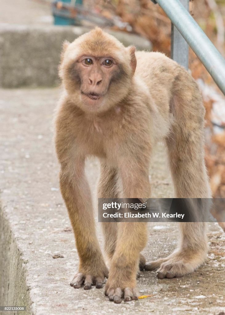 Barbary Macaque