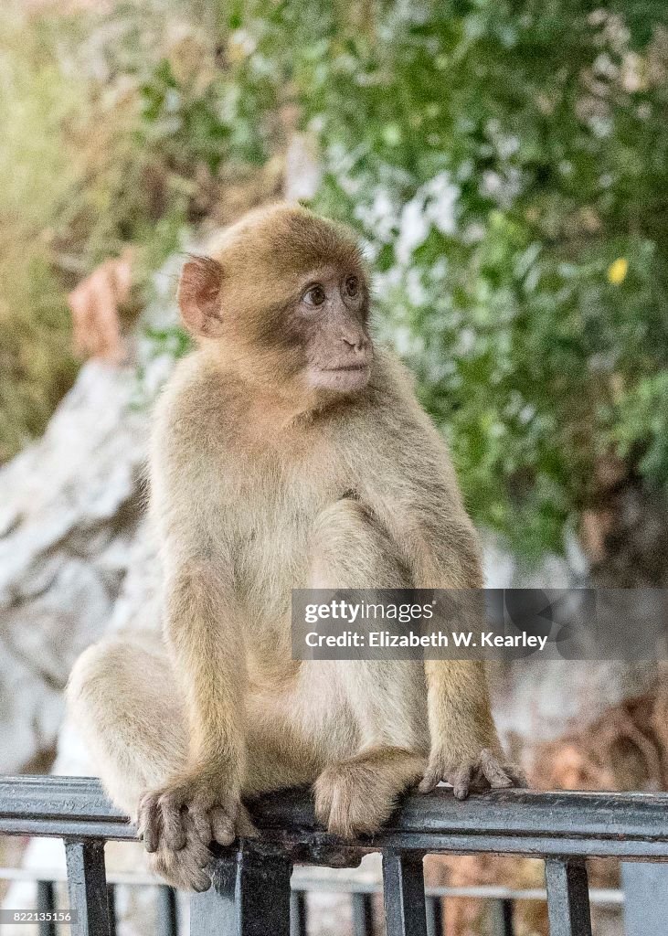 Young Barbary Macaque