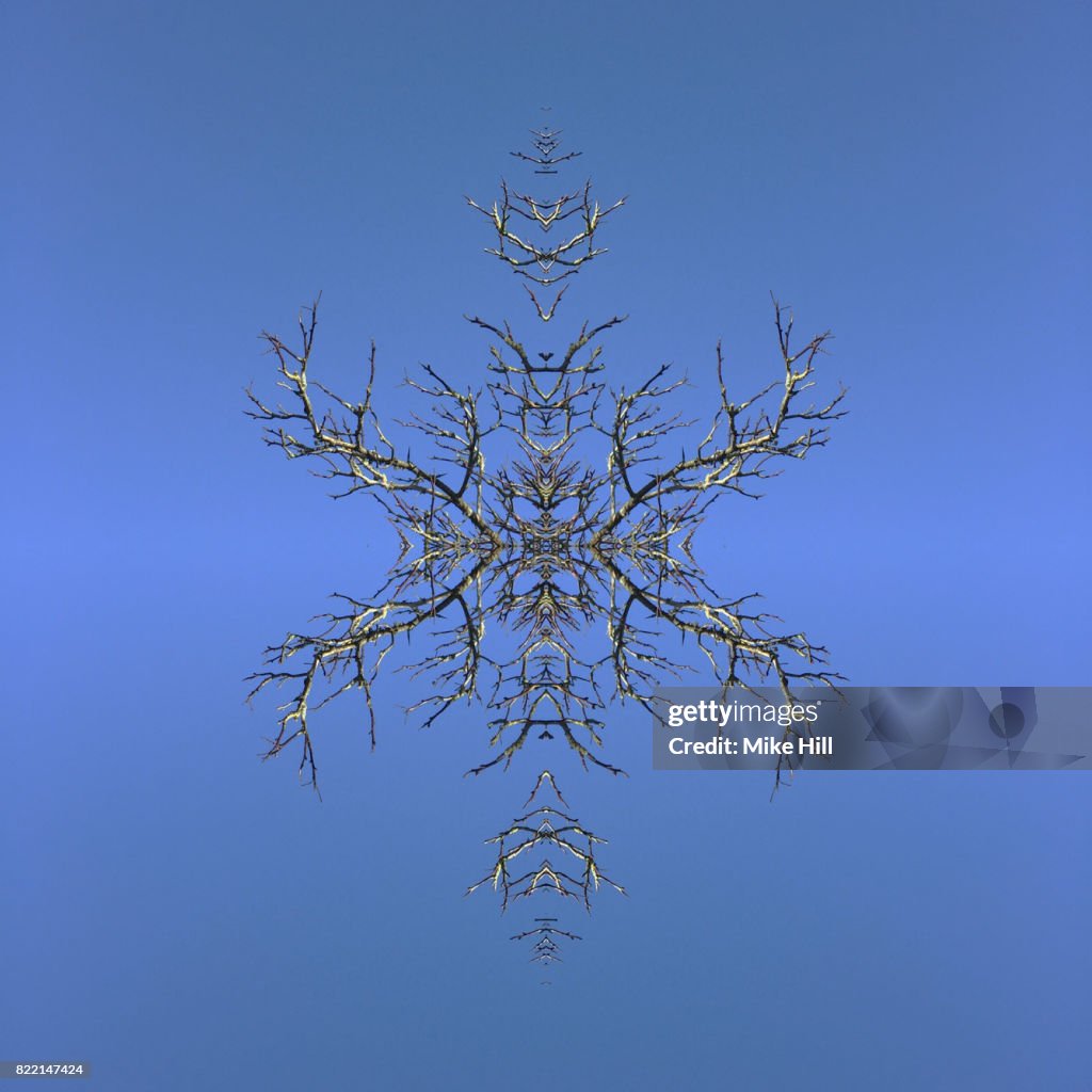 Kaleidoscopic Image of Winter Tree branches