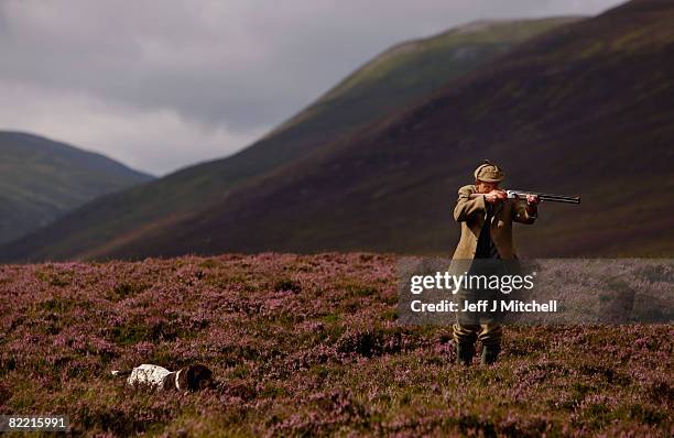 Ian McColl, director of the Game and Conservation Trust, watches a grouse on the Railia and Milton Estate on Drumochter moor, on August 8, 2008 near...