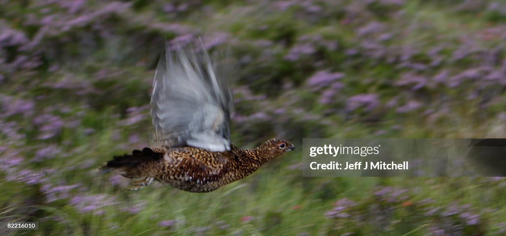 Gamekeepers Prepare For Launch of Red Grouse Shooting Season