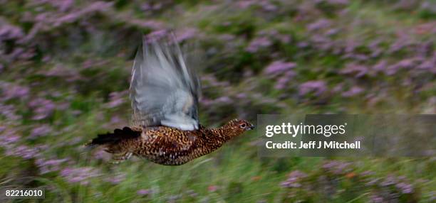 Grouse rises from the heather on the Railia and Milton Estate on Drumochter moor, on August 8, 2008 near Dalwhinnie in Scotland. As the glorious 12th...