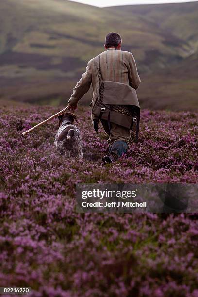 Alastaitr Lyon, gamekeeper on the Railia and Milton Estate looks for grouse on Drumochter moor, on August 8, 2008 near Dalwhinnie in Scotland. As the...