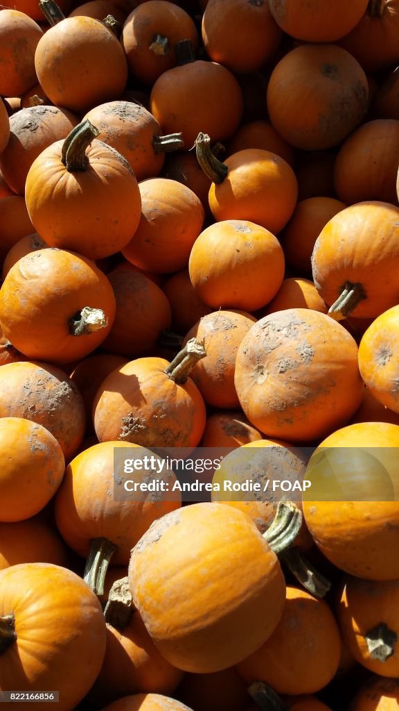 High angle view of yellow pumpkins