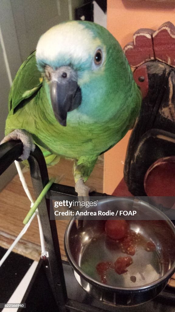 Close-up of bird with tomato in bowl