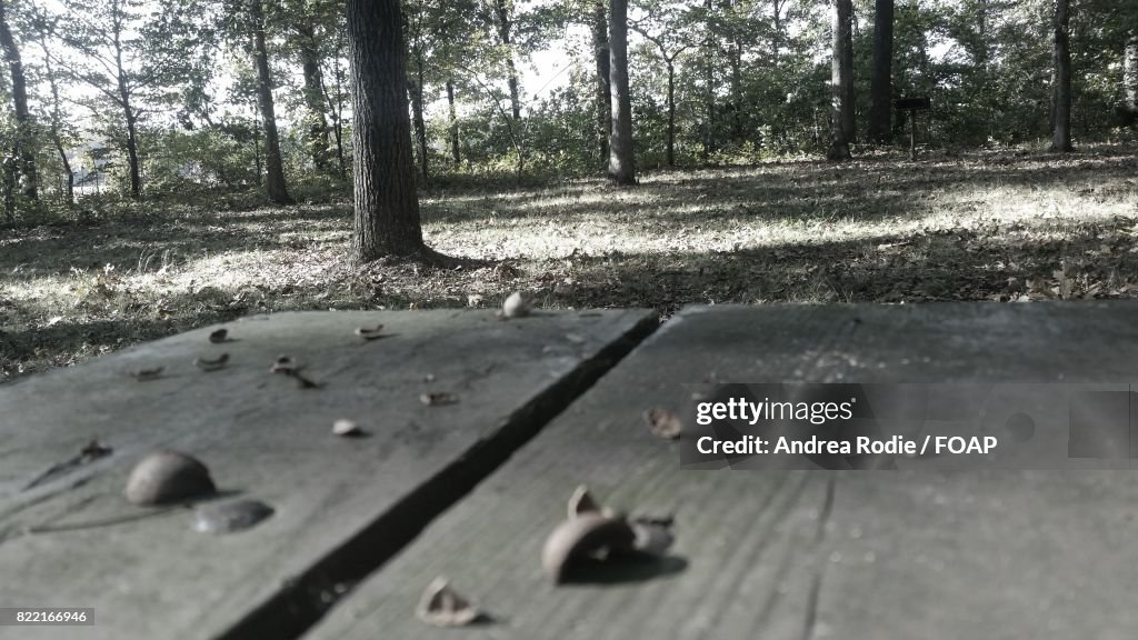 Close-up of picnic bench in forest