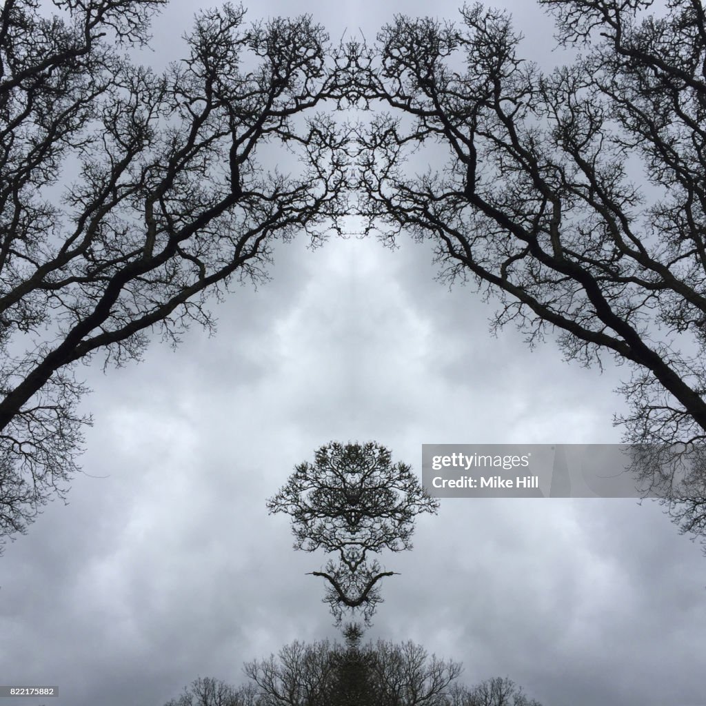 Kaleidoscopic Image of Winter Tree branches