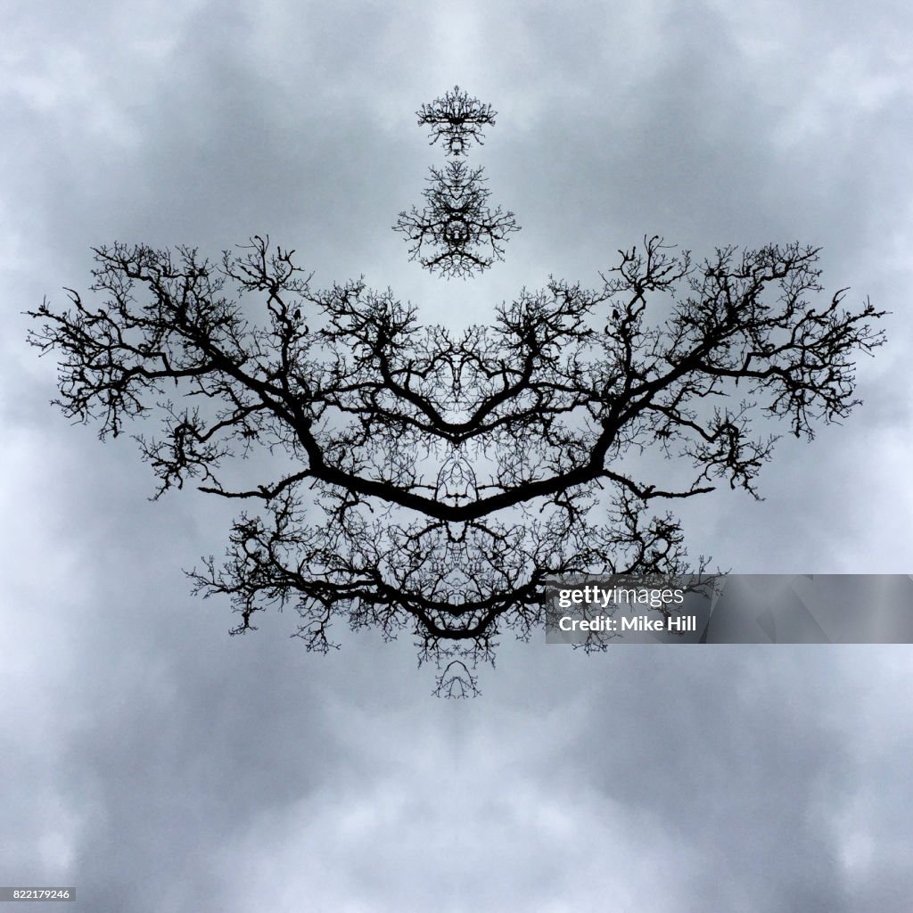 Kaleidoscopic Image of Winter Tree branches