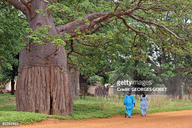 Stephanie van den Berg - People walk down a road lined with Baobab trees, also known as the "tree of life", in Fandene on July 25, 2008. In Senegal,...