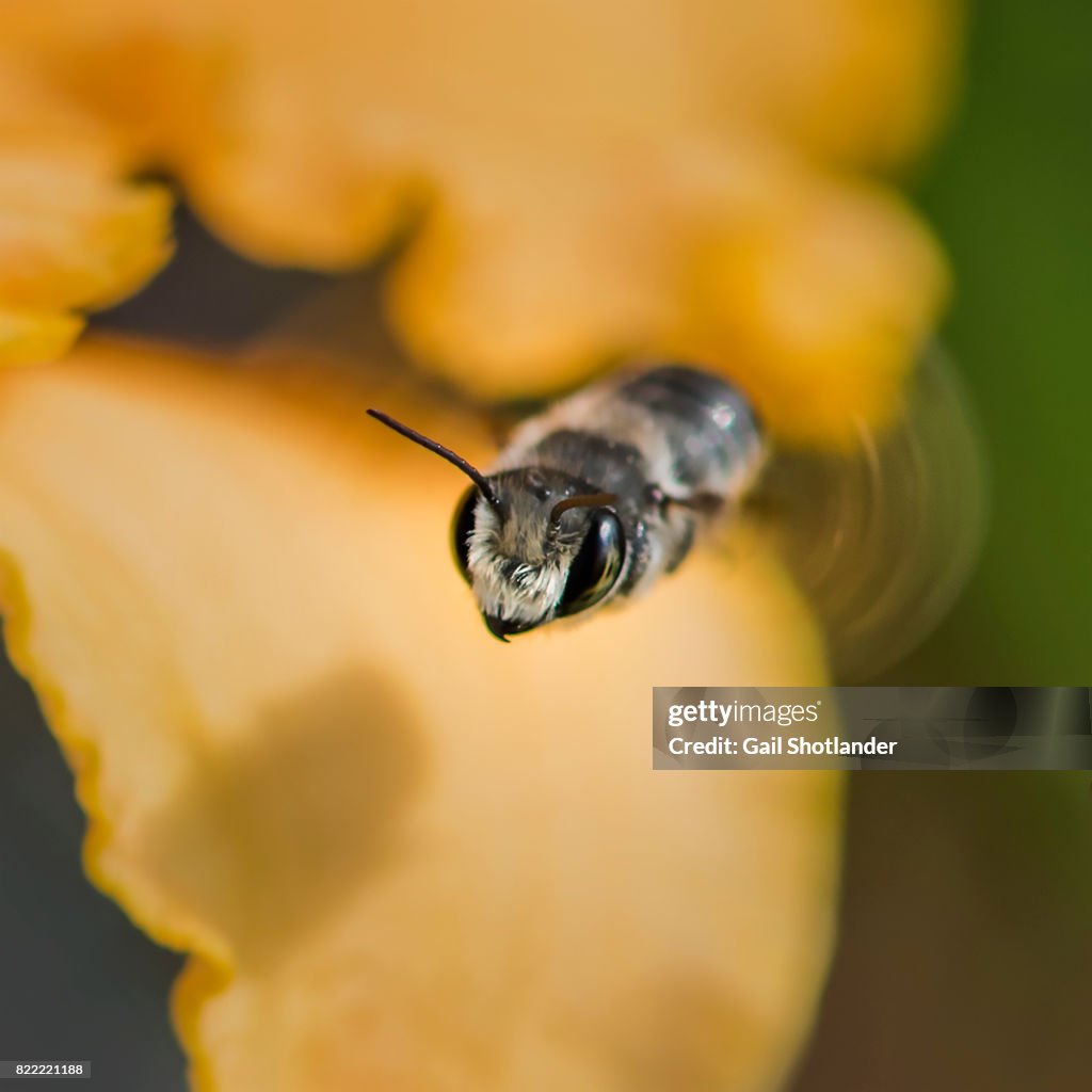 Bee Flying at You