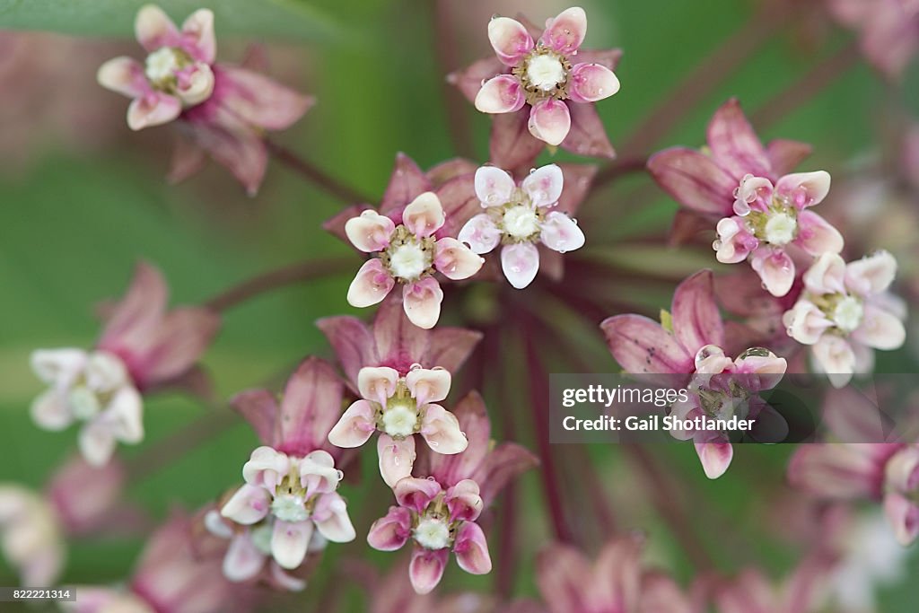 Milkweed Flower Closeup