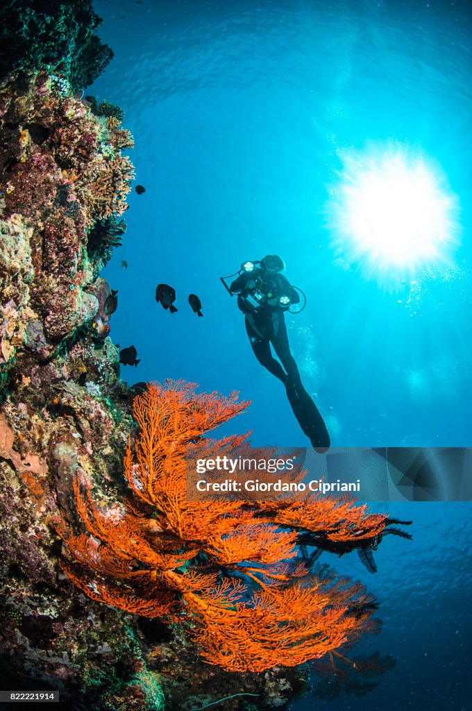 The underwater world of Java Sea, Gili Islands, Lombok, Indonesia.