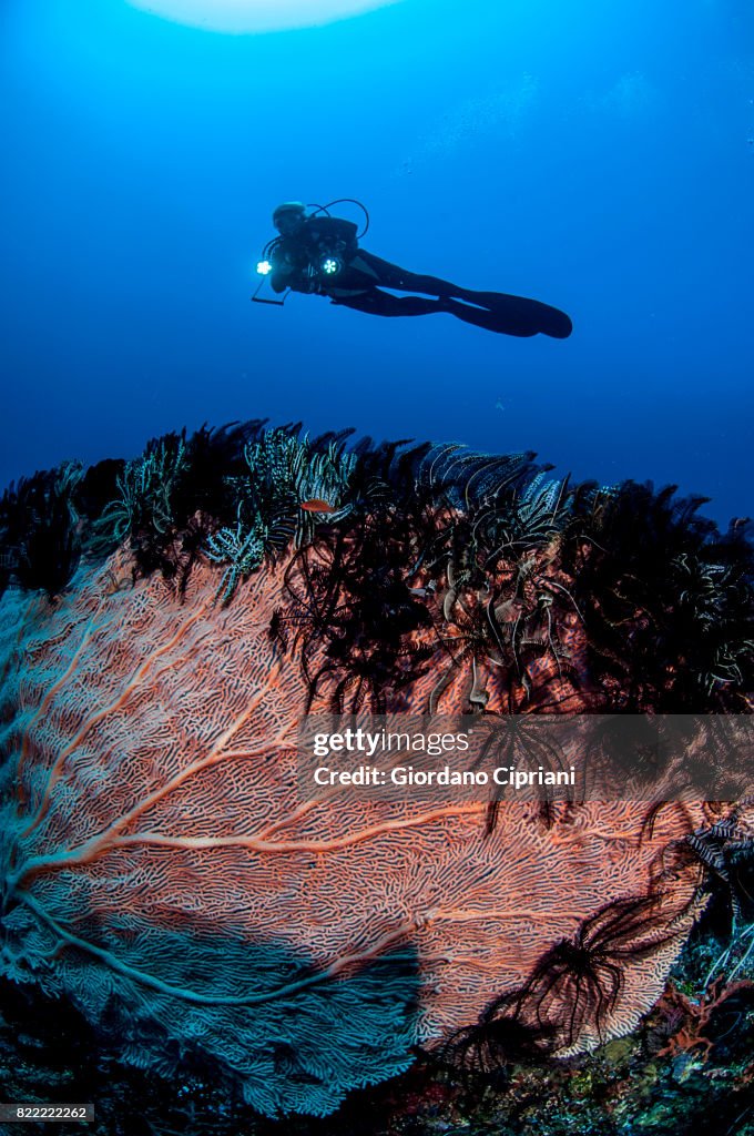 The underwater world of Java Sea, Gili Islands, Lombok, Indonesia.