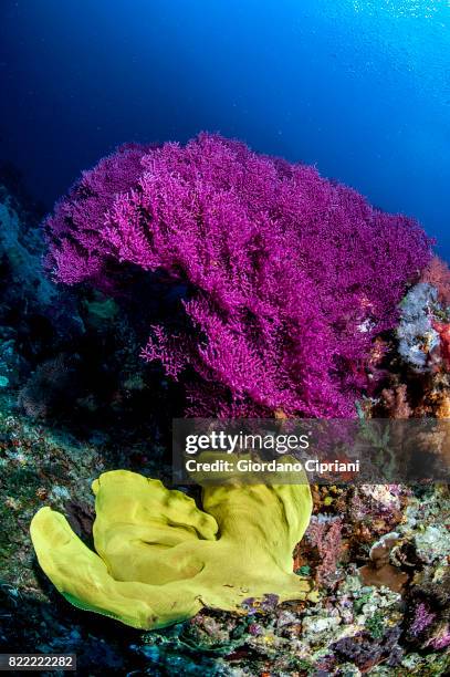 613 Sea Floor Spreading Stock Photos, High-Res Pictures, and Images ...