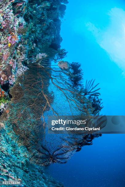 613 Sea Floor Spreading Stock Photos, High-Res Pictures, and Images ...