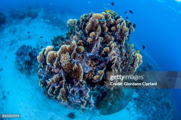 613 Sea Floor Spreading Stock Photos, High-Res Pictures, and Images ...