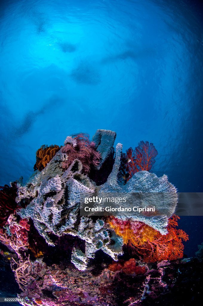 The underwater world of Java Sea, Gili Islands, Lombok, Indonesia.