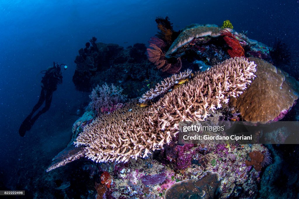 The underwater world of Java Sea, Gili Islands, Lombok, Indonesia.