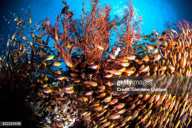 the underwater world of gili islands, lombok, indonesia. - parapriacanthus stock pictures, royalty-free photos & images