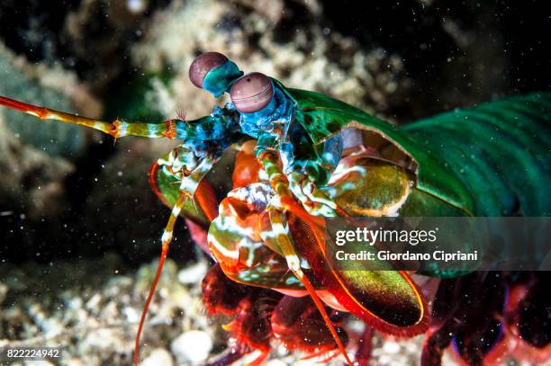the underwater world of gili islands, lombok, indonesia. - mantis shrimp stock pictures, royalty-free photos & images