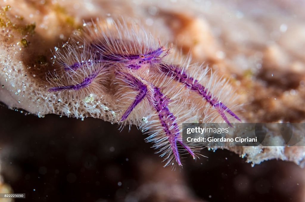 The underwater world of Gili Islands, Lombok, Indonesia.