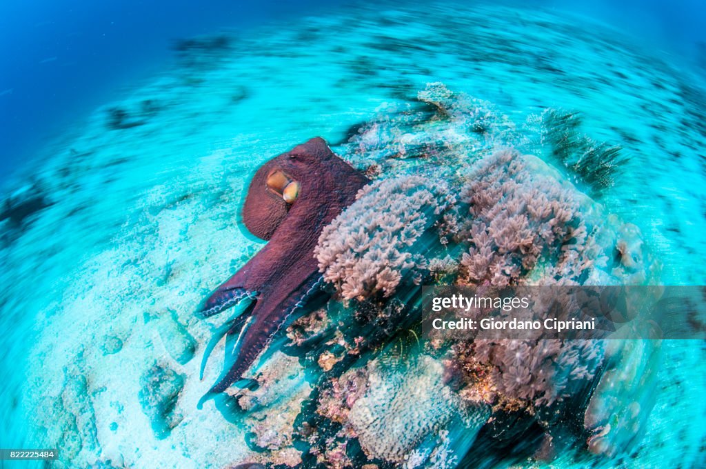 The underwater world of Gili Islands, Lombok, Indonesia.