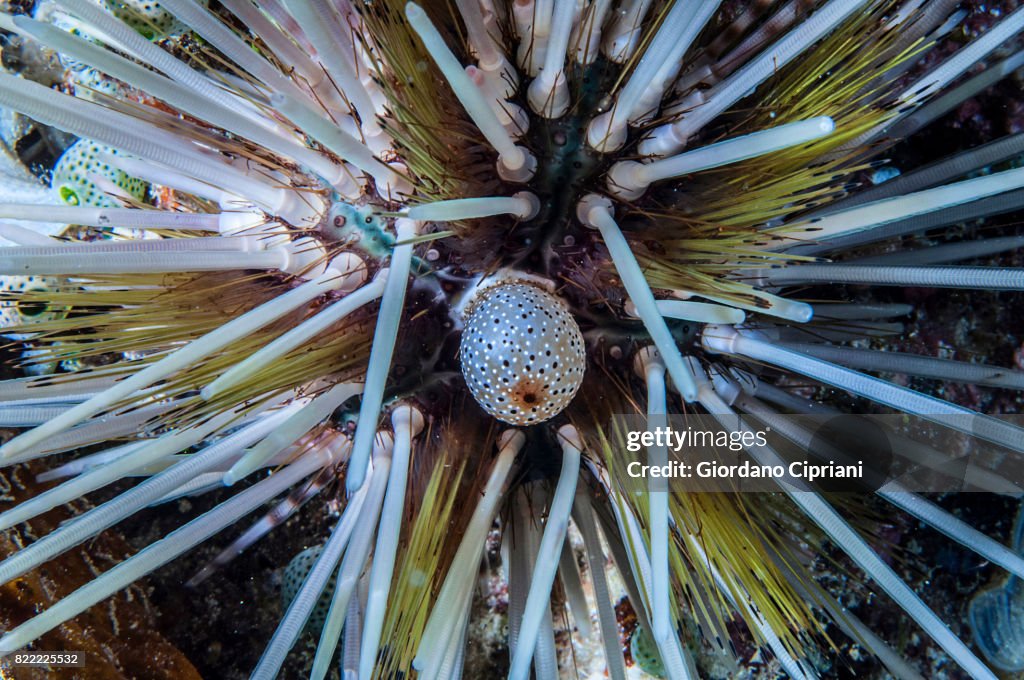 The underwater world of Gili Islands, Lombok, Indonesia.