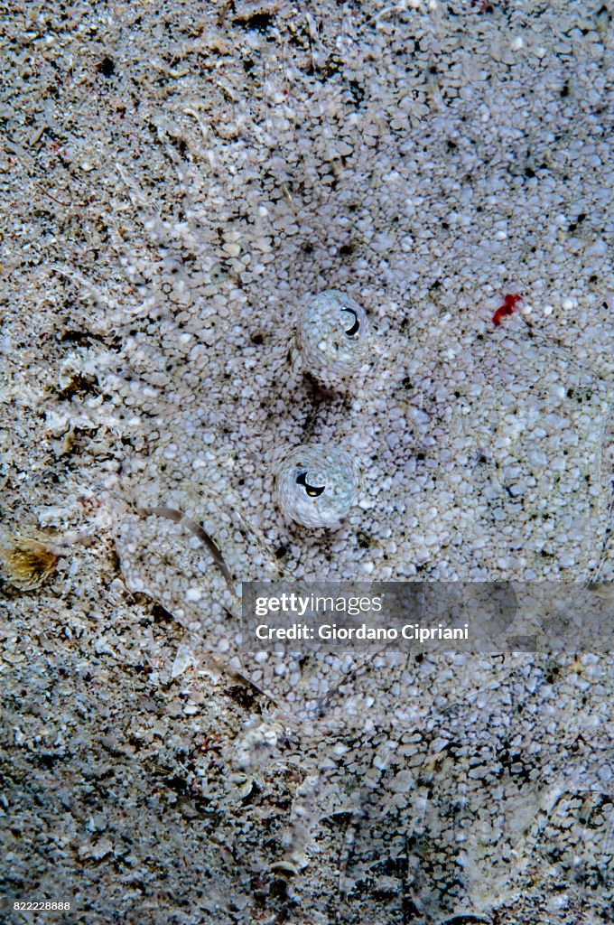 The underwater world of Gili Islands, Lombok, Indonesia.