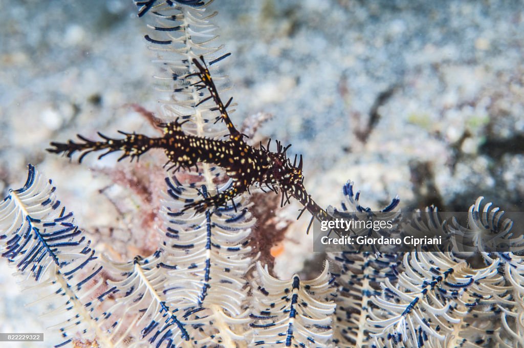 The underwater world of Gili Islands, Lombok, Indonesia.