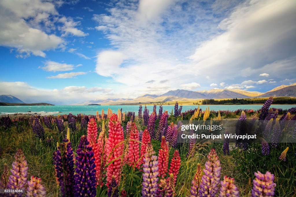 Lupins At Lake Tekapo