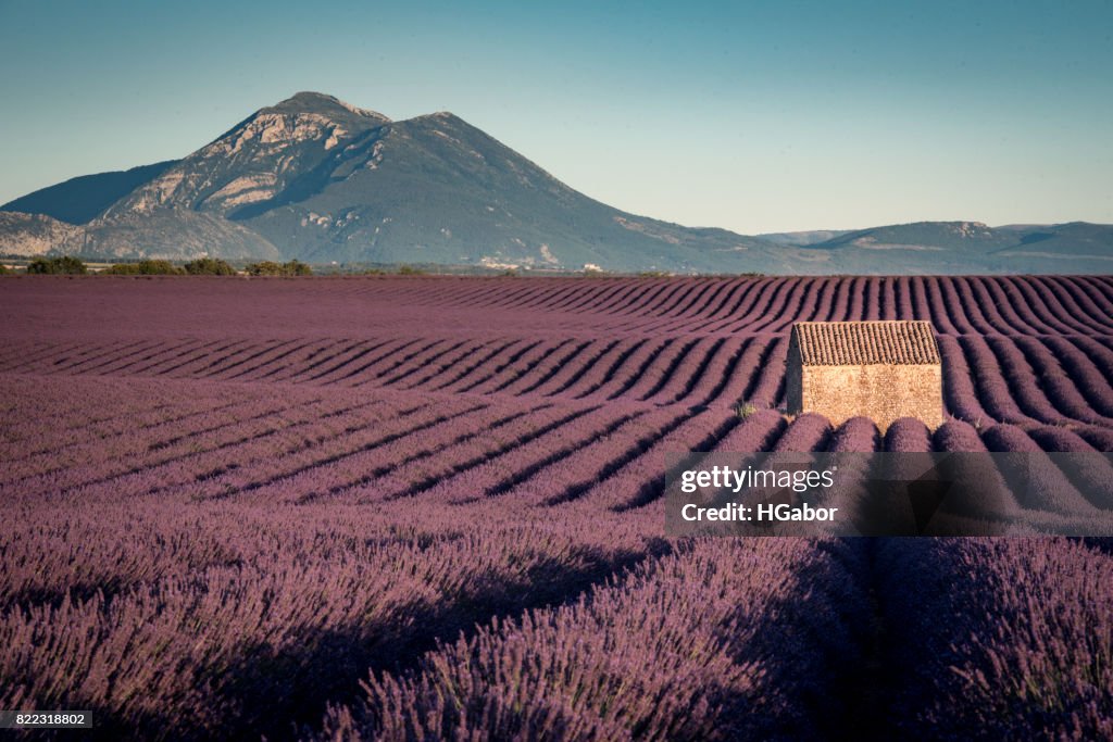 Lavender field in Provence