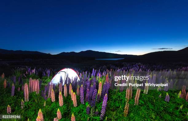 camping tent night time in beautiful lupin near lake tekapo - climbs to all time high stock pictures, royalty-free photos & images