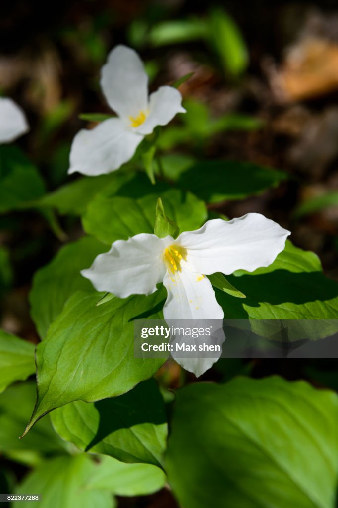 White Trillium