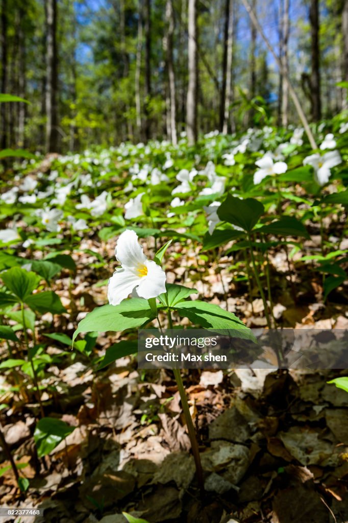 White Trillium