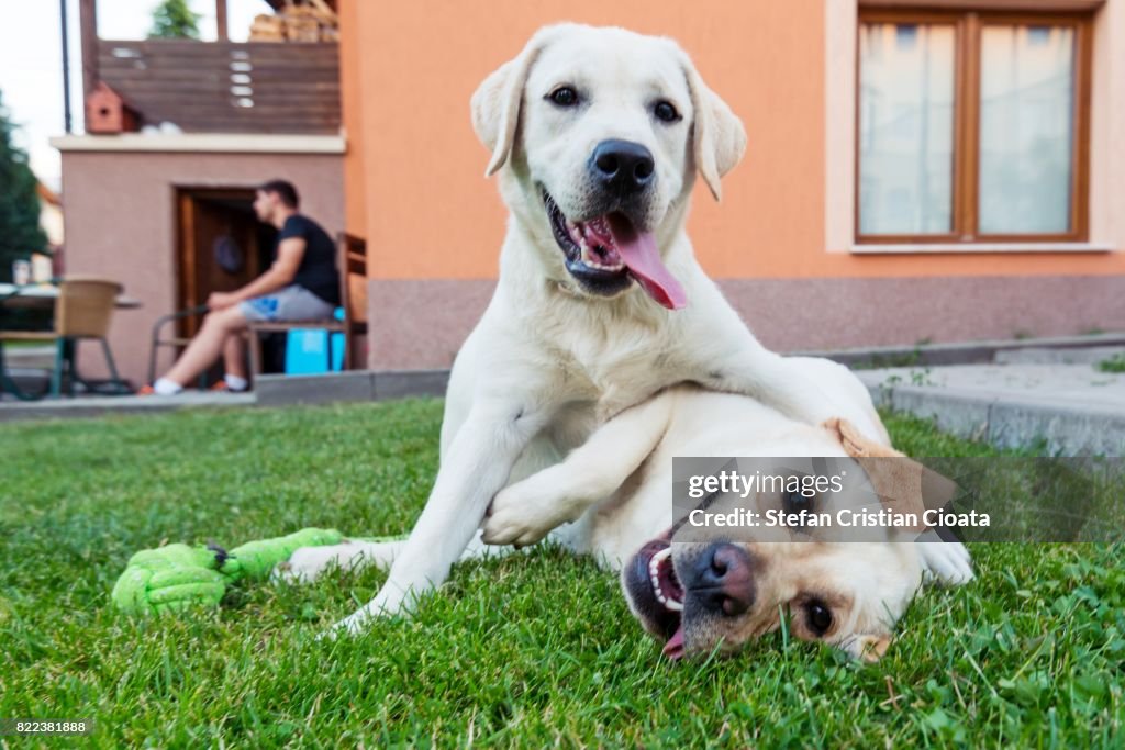 Labradors playing