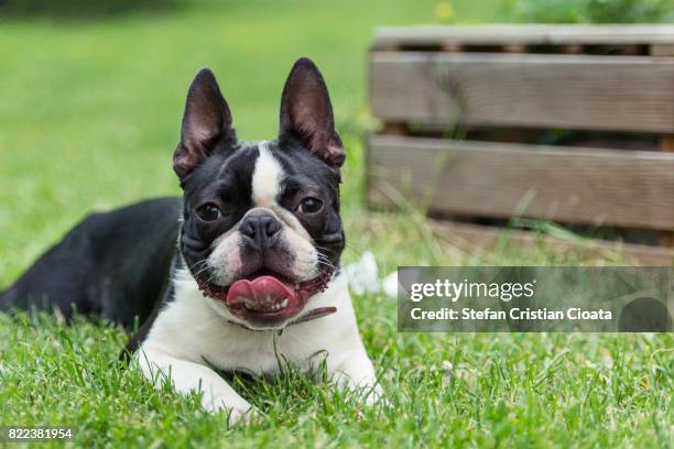 spike - boston terrier stock-fotos und bilder