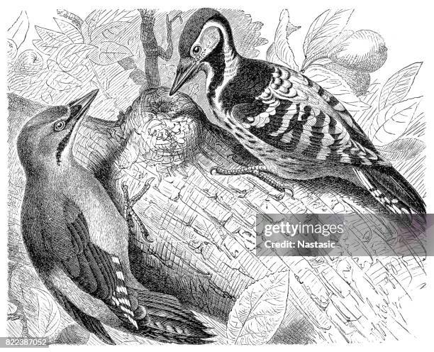 grey-headed and white-backed woodpecker - oil pastel drawing stock illustrations