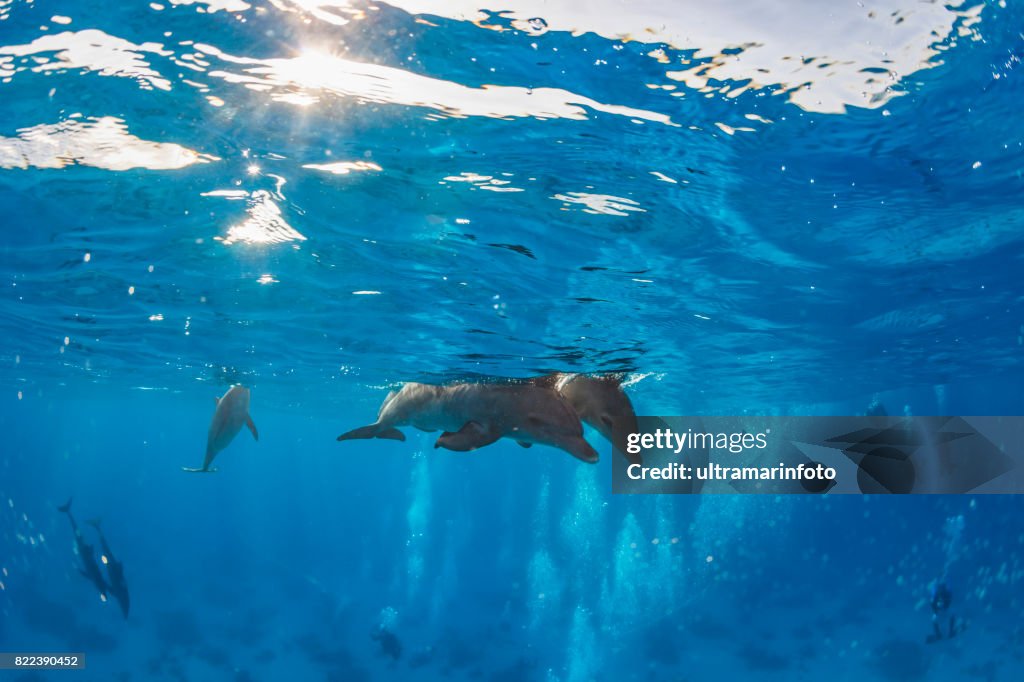 Dolphin     Sea life  school of dolphines  Coral reef Underwater  Scuba diver point of view  Red sea Nature & Wildlife