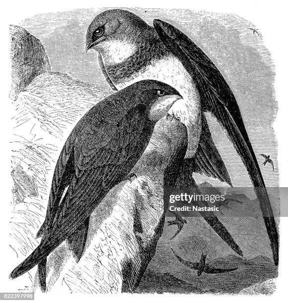 white bellied swift and swift - common swift stock illustrations