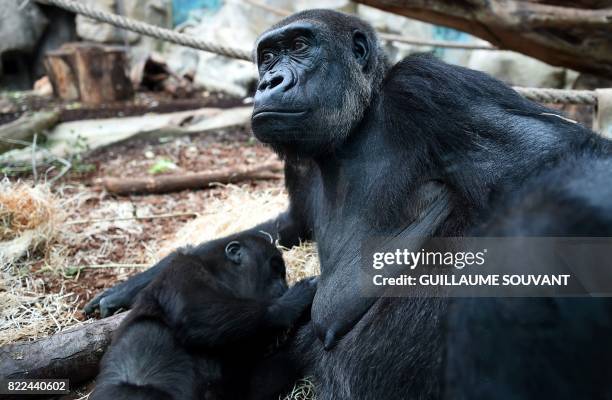 Young gorilla feeds from its mother inside their enclosure at the Beauval Zoo in Saint-Aignan-sur-Cher, central France, on July 25, 2017.