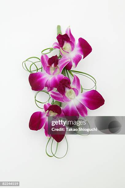 flower arrangement - dendrobium orchid stock pictures, royalty-free photos & images