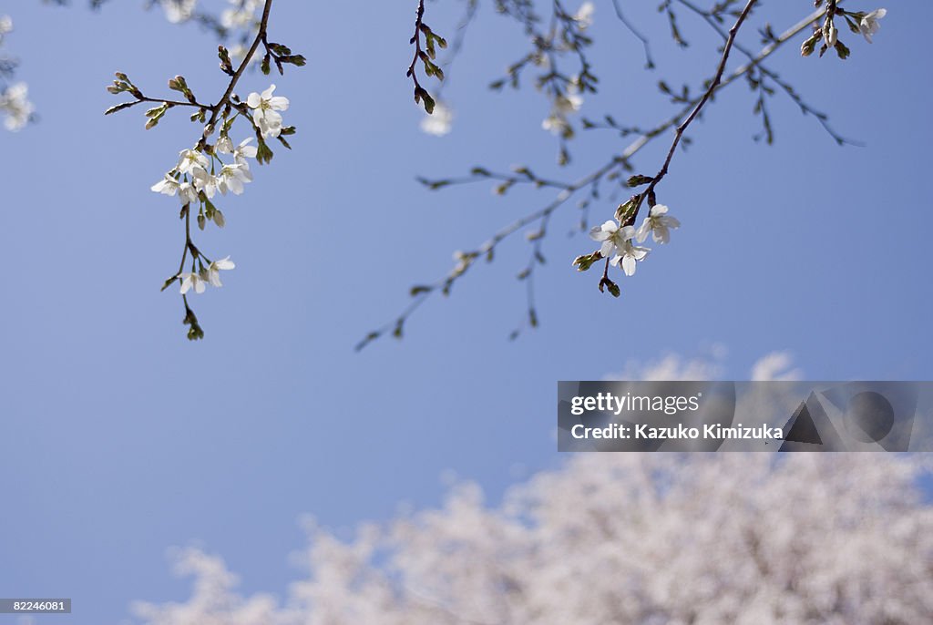 Cherry bloosoms in the park