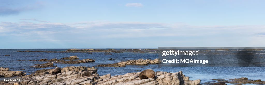 Seals are on the rocks of the seaside,near Kaikoura,South Island, New Zealand