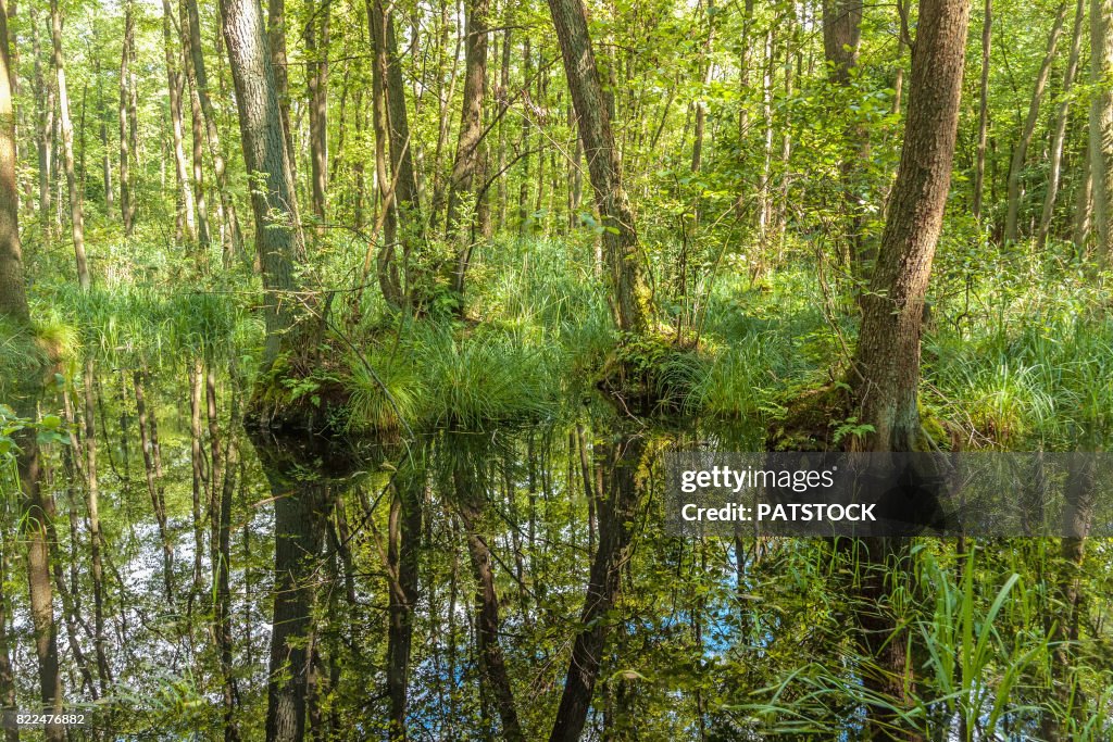 Trees reflected in water of a mire