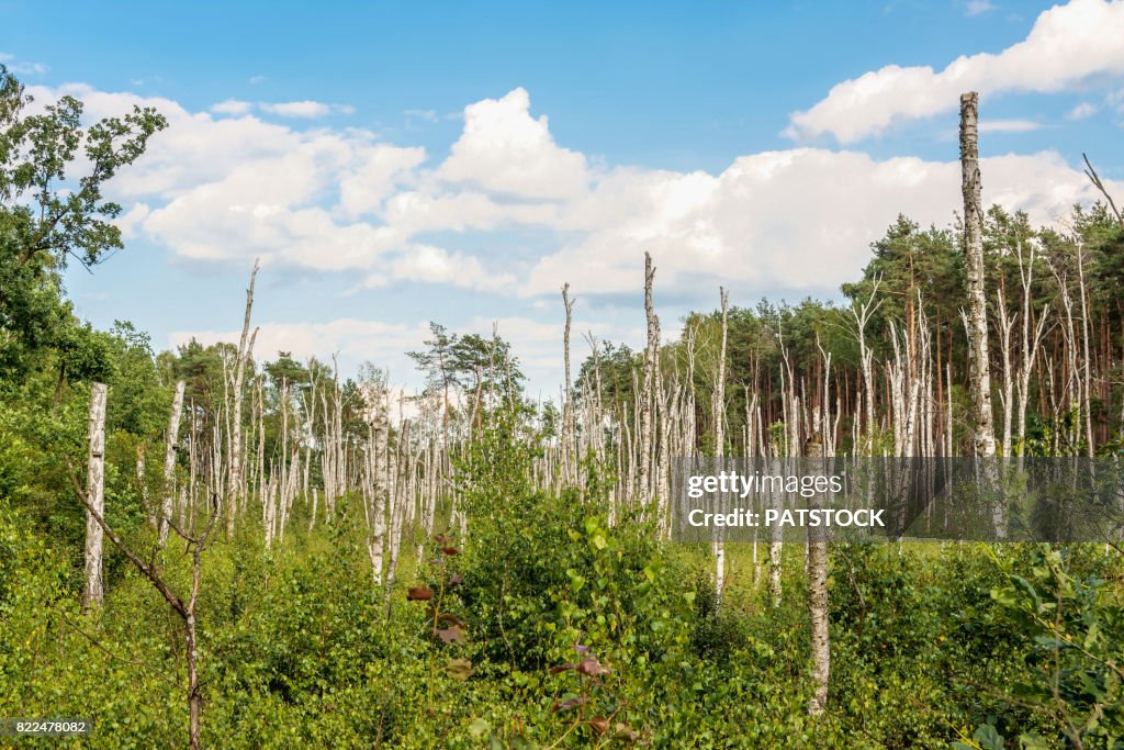 Stumps of dead birch trees