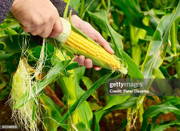 farmer examining crop of corn. - maiskolben stock-fotos und bilder
