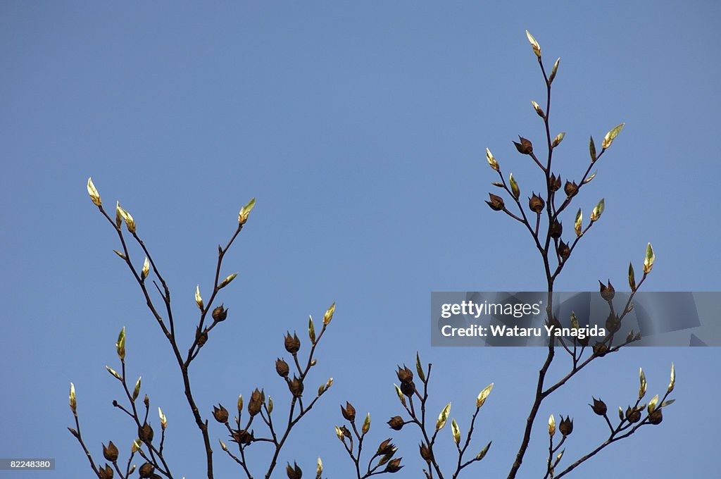 Buds and pods against blue sky