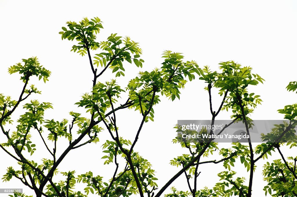 Young leaves of sumac